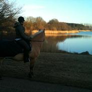 Anden særlig race Walde