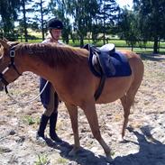 Anden særlig race Royal Classic