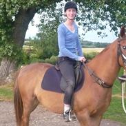 Anden særlig race Royal Classic