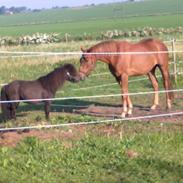 Anden særlig race Royal Classic