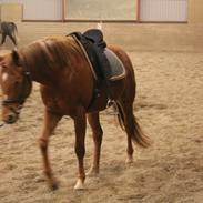 Anden særlig race Royal Classic