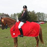Anden særlig race Red Ready Balou
