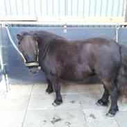 Shetlænder Djoeke van Wommels [Part]