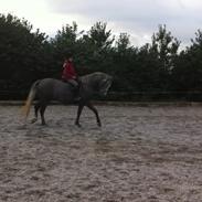 Anden særlig race Vinur