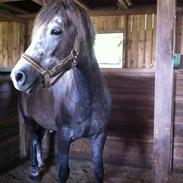 Anden særlig race Vinur