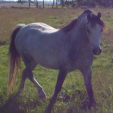 Welsh Mountain (sec A) Clausholm Decibella