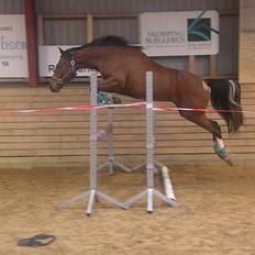 Anden særlig race Søndervangs Kentucky