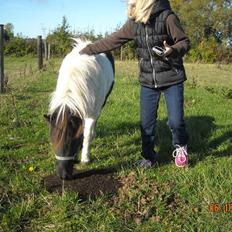 Anden særlig race Victoria