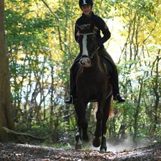 Hollandsk Sportspony Narco van de Beekerheide *B-pony!*