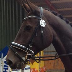 Holstener Columbus B