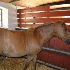 Anden særlig race Virginia