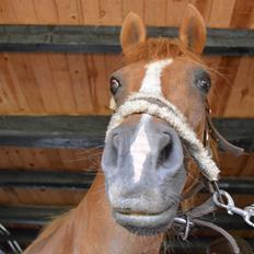 Anden særlig race Virginia