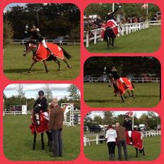 Hollandsk Sportspony Nina. #DISTRIKSMESTER 2013#