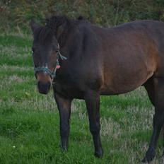 New Forest Skovly's Asterix 