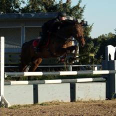 Anden særlig race Sputnik (Sprutte)