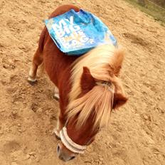 Shetlænder Obelix *Obbe*