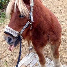 Shetlænder Obelix *Obbe*