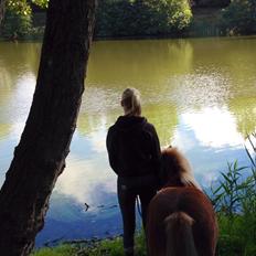 Shetlænder Obelix *Obbe*