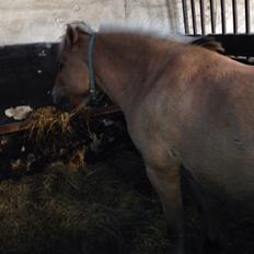 Fjordhest Tjalfe - Fjordhest 