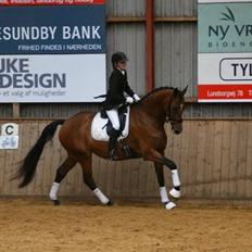 Dansk Varmblod Stengårds Laktose