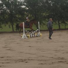 Belgisk varmblod JOKINAL