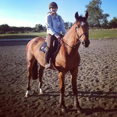 Belgisk varmblod JOKINAL