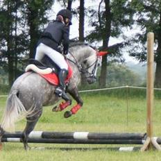 Welsh Pony (sec B) Kirkelodgaards Montana 