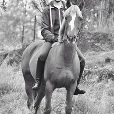 Anden særlig race Luca