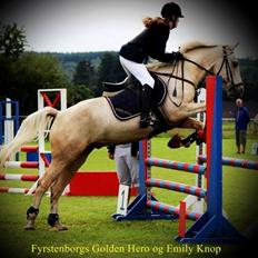 Palomino Fyrstenborgs Golden Hero