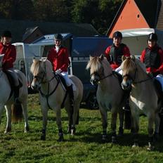 Fjordhest Farmens Elliot