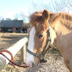 New Forest Beacon Sun <3R.I.P<3