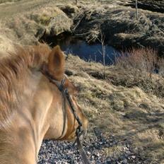 New Forest Beacon Sun <3R.I.P<3