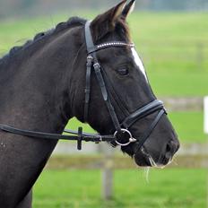 New Forest Firfod Frits Helmuth [MIN STOLTHED]