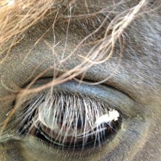 Islænder Hrekkur fra Helgenæs