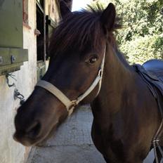 Islænder Hrekkur fra Helgenæs