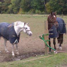 DSP Hedevangs Piaf <3<3