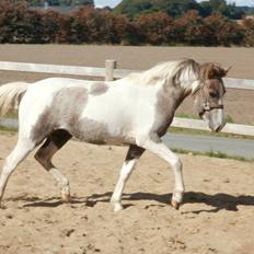 Anden særlig race Chacha *Himmelhest*