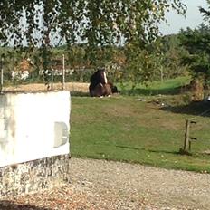 Pinto Mørkbaks pyia<3