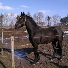 Anden særlig race Zeus