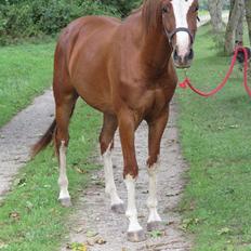 Dansk Varmblod Skavhøjs Chad F