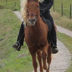 Islænder Vá Fra Arnakke
