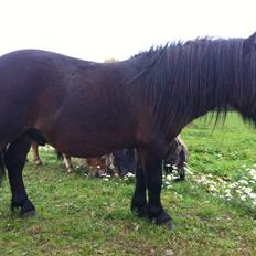 Shetlænder Dalbo´s Warrior - Walle manden <3