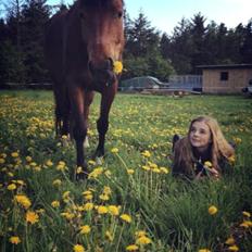 New Forest Angelina Bay -Drømmeponyen-