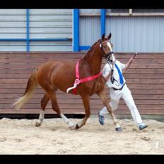 Frederiksborg Vejvads Chanel