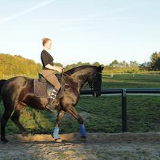 Anden særlig race Gipsy
