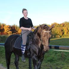 Anden særlig race Gipsy