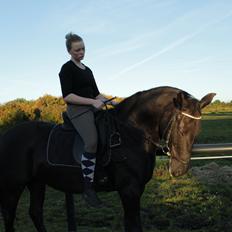 Anden særlig race Gipsy