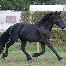 Frieser Jackie af Birkely