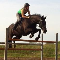 Dansk Varmblod Åkærs Zabina