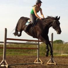 Dansk Varmblod Åkærs Zabina